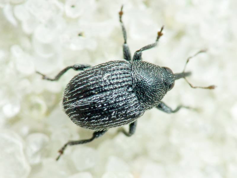 Miarus ajugae (Herbst, 1795)